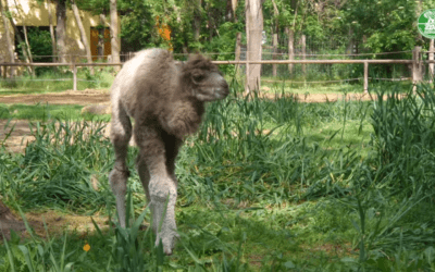 Kétpúpú tevecsikó született a Szegedi Vadasparkban