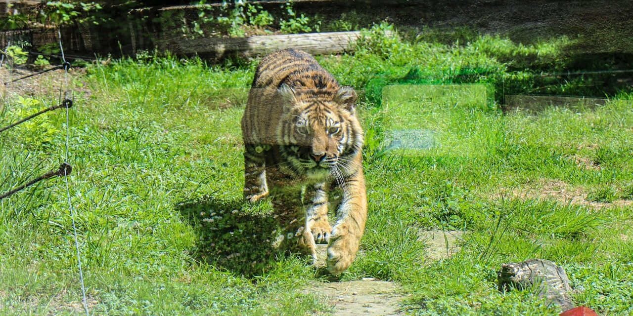 Új lakó érkezett a Palicsi Állatkertbe