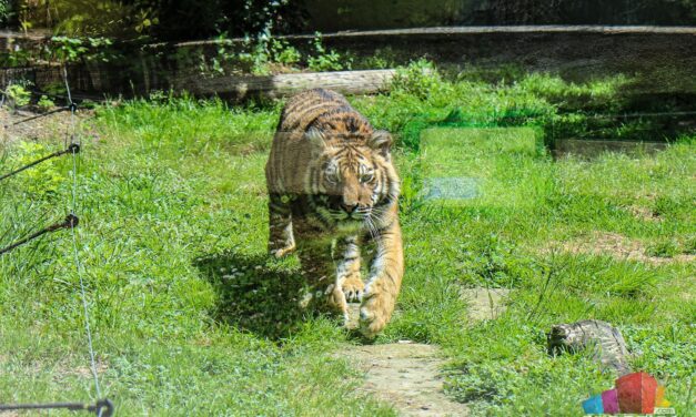 Új lakó érkezett a Palicsi Állatkertbe