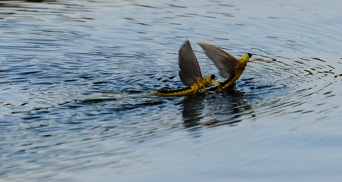 Virágzik a Tisza Magyarkanizsánál és Zentánál