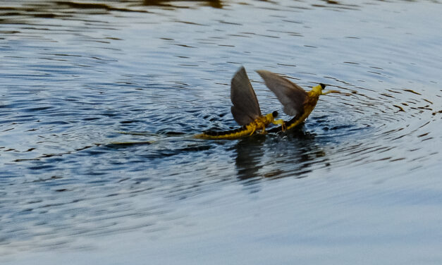 Virágzik a Tisza Magyarkanizsánál és Zentánál