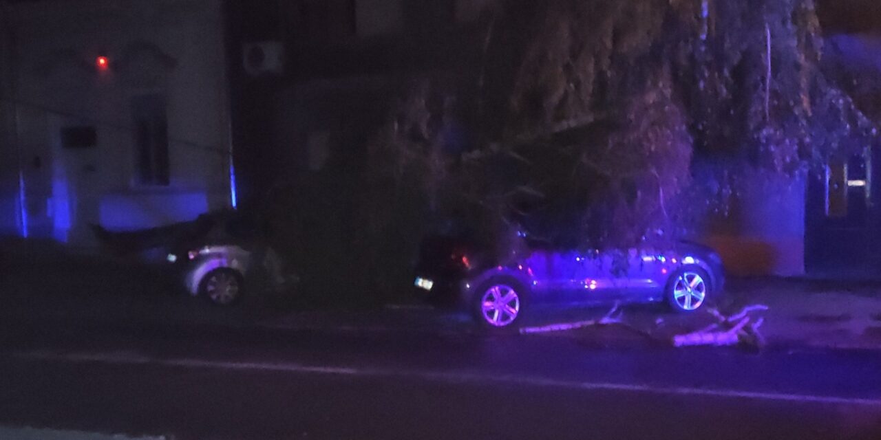 Két autót temetett maga alá egy fa