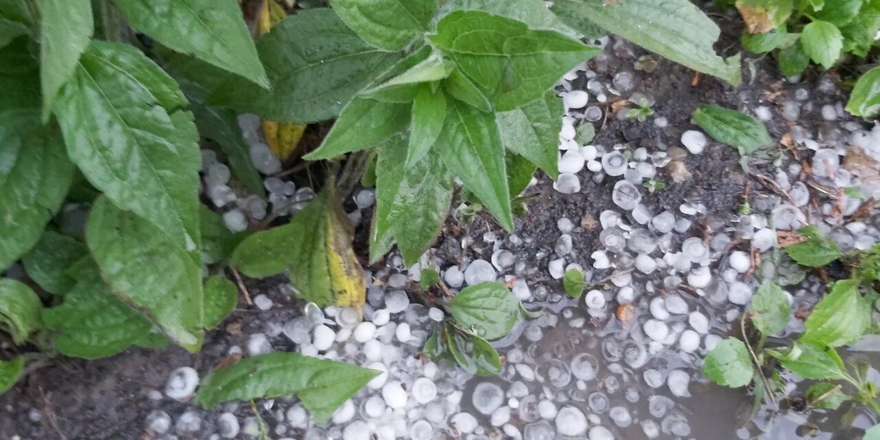 Kötelezővé teheti a mezőgazdasági biztosítást a kormány