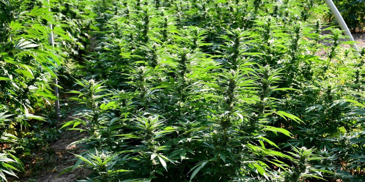 <span class="entry-title-primary">Komoly droghálózat épült ki a két ország között</span> <span class="entry-subtitle">A kruševaci rekordnagyságú marihuána-fogás szálai Szkopjeba vezetnek</span>