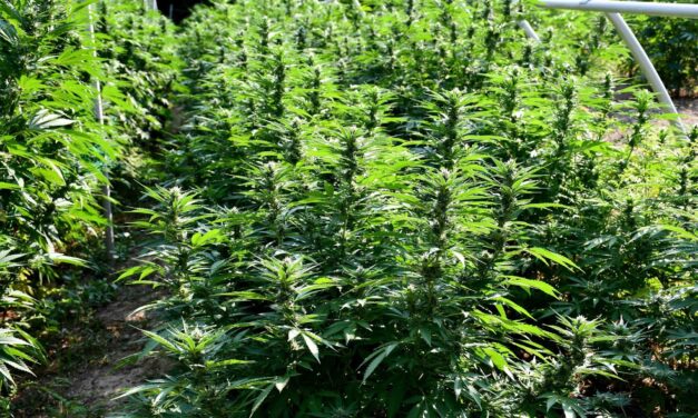 Komoly droghálózat épült ki a két ország között