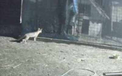 Rókák tizedelik a baromfiállományt a szabadkai Zorka helyi közösségben