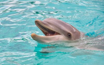 Kanos delfin zaklatja a japán strandolókat