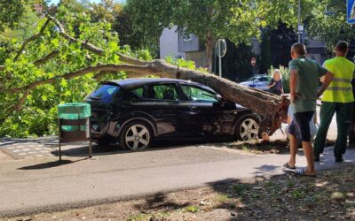 Autóra dőlt egy fa a Sugárúton