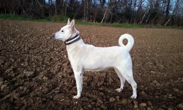 Magyarország új nemzeti kincse a sinka