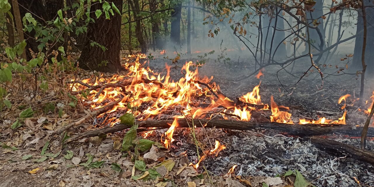 Így lángol még hétfőn is az erdő Szabadka határában (Galéria)