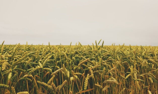VMDK: A kormány tétlensége a családi gazdaságok pusztulásához vezet