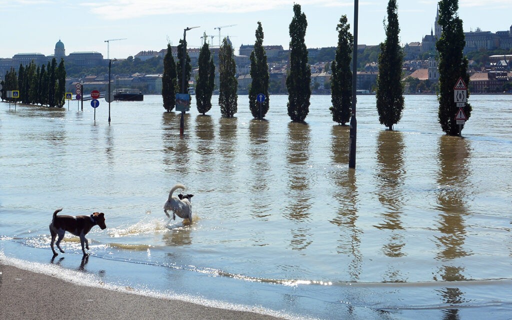 Nem mindenkinek jelent gondot a nagy víz. Budapest, 2024. szeptember 20. (Fotó: Szappanos Veronika/SZMSZ)