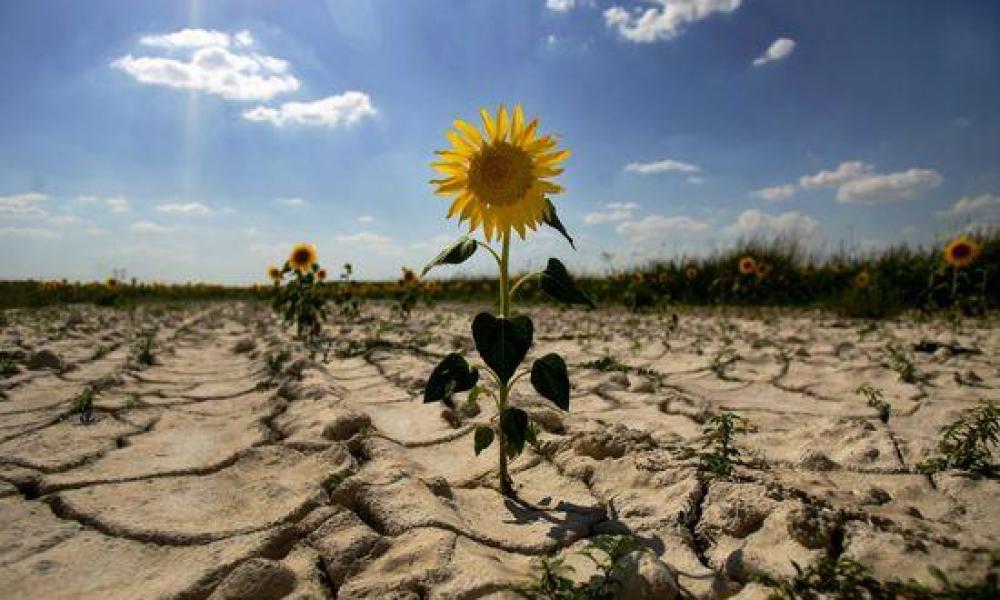 Tíz nap múlva már egy áradás sem mentheti meg a termést