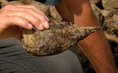 A földben rohad meg a cukorrépa