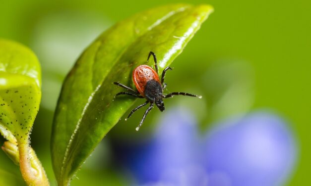 Méhészek figyelmébe: Kullancsirtás lesz Szabadkán