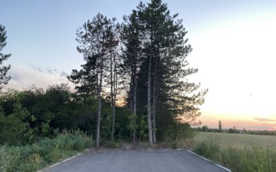 Csarnoképítés miatt vágnának ki újabb fákat Szabadkán a Szegedi úton