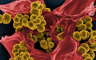 Frankenstein a Balkánon: a szuperbaktériumok már pusztítanak