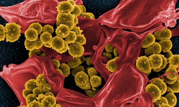 Frankenstein a Balkánon: a szuperbaktériumok már pusztítanak