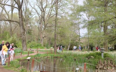 Őszi japán napot rendeznek a szegedi füvészkertben