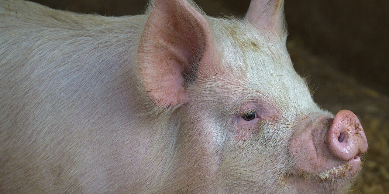 Disznófejet és beleket találtak a parkolóban (Fotók)