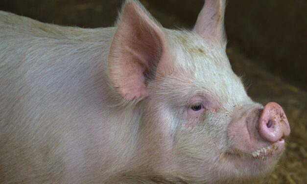 Disznófejet és beleket találtak a parkolóban (Fotók)