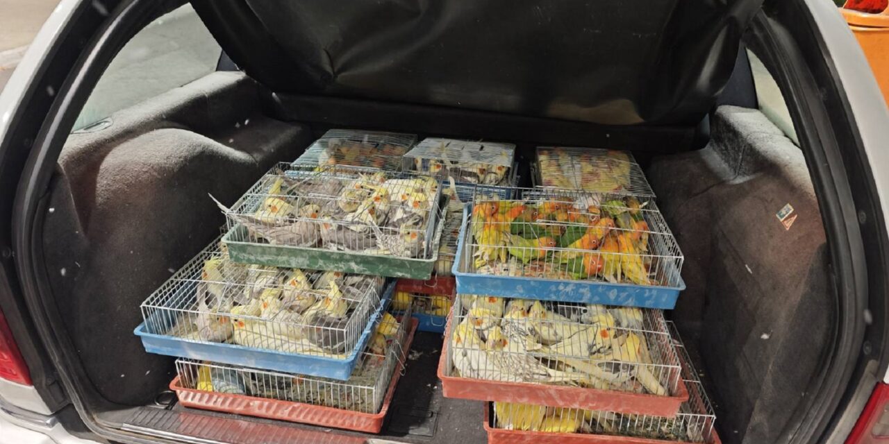 Majdnem 400 papagájjal bukott le a csempész