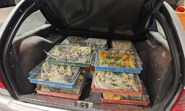 Majdnem 400 papagájjal bukott le a csempész