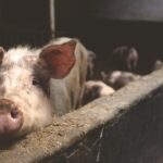 Elhullott sertéseket találtak egy illegális szeméttelepen Ruma közelében