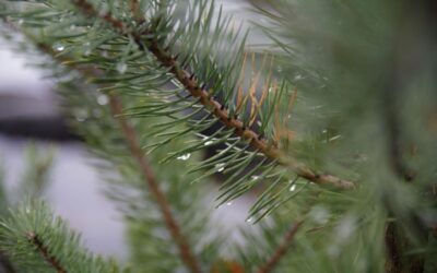 Melegebb lehet a december az átlagnál, idén sem lesz fehér karácsonyunk