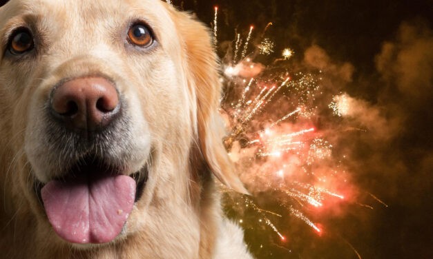 Hogyan készítsük fel házi kedvenceinket a petárda és a tűzijáték hangjára?