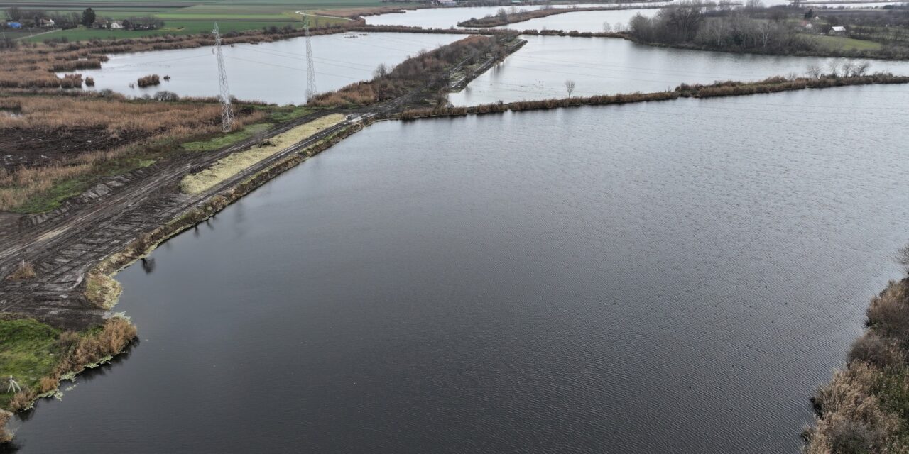 Eltávolították a vízisalátát a Palicsi-tóból