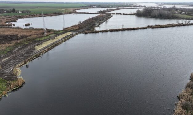 Eltávolították a vízisalátát a Palicsi-tóból