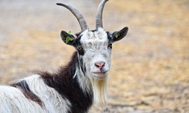 Magyarországon is felütötte fejét a kiskérődző-pestis