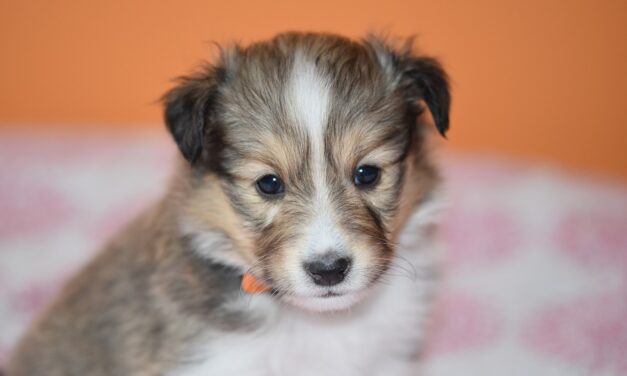 Az állatorvos lábtörlőjéig vitte haldokló kölykét (videóval)