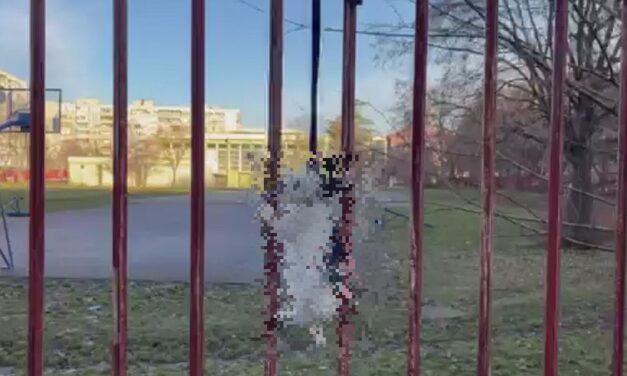 Felakasztottak egy nyulat egy általános iskola kerítésére