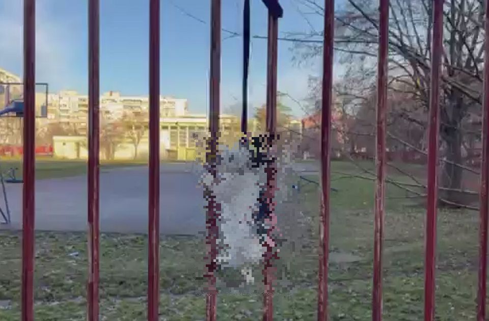 Felakasztottak egy nyulat egy általános iskola kerítésére