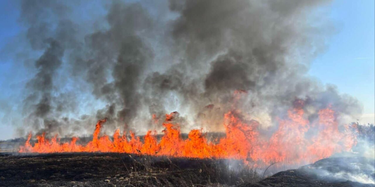 Lángol a nádas Horgosnál az autópálya mellett (FRISSÍTVE)