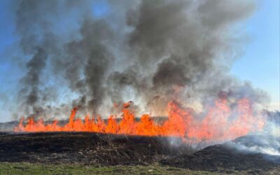 Lángol a nádas Horgosnál az autópálya mellett (FRISSÍTVE)