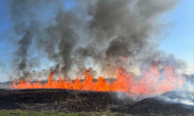 Lángol a nádas Horgosnál az autópálya mellett (FRISSÍTVE)