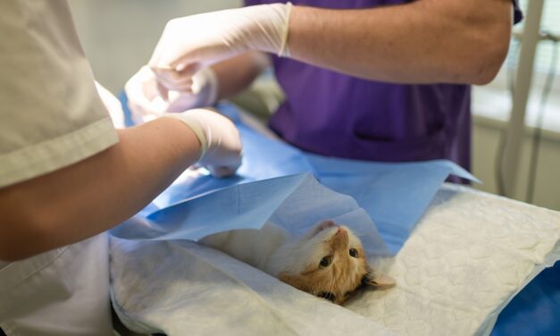 A dél-bácskai állatorvosok is csatlakoznak az általános sztrájkhoz