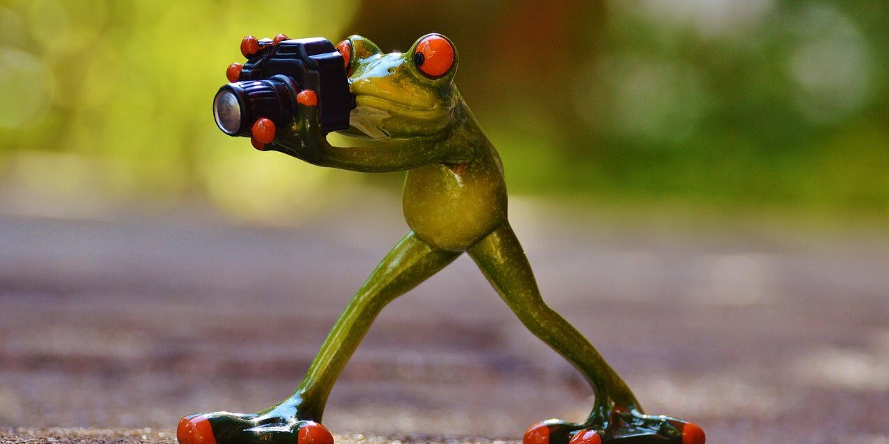 Fotópályázatot indít a Szegedi Vadaspark