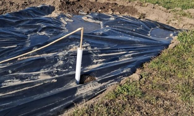 Félbetörték és kirángatták a nemrég ültetett facsemeték egy részét