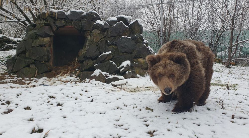 A medve szerint marad a tél
