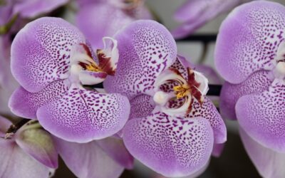 Száz orchidea virágzását lehet megfigyelni szombaton a szegedi füvészkertben