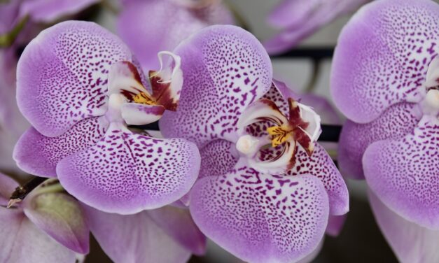 Száz orchidea virágzását lehet megfigyelni szombaton a szegedi füvészkertben