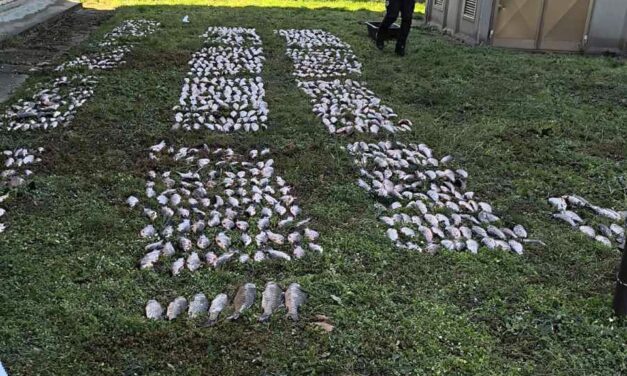 Két mázsa zsákmánnyal bukott le az óbecsei orvhalász (Fotó)