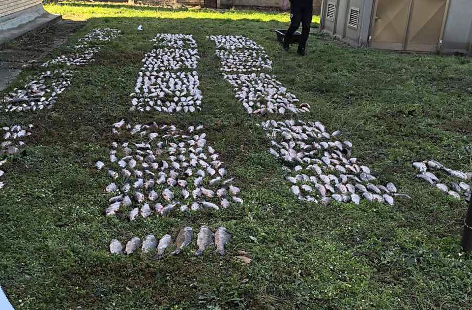 Két mázsa zsákmánnyal bukott le az óbecsei orvhalász (Fotó)