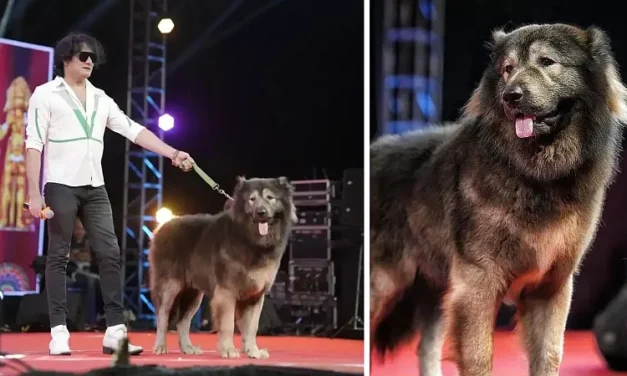 Egy 75 kilós kölyökért valóságos vagyont fizetett ki egy milliomos