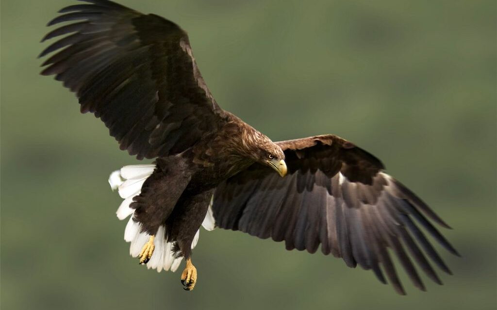 Elhullott sasokat és egy sakáltetemet találtak Szilágyi közelében