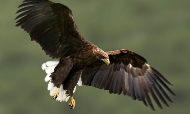 Elhullott sasokat és egy sakáltetemet találtak Szilágyi közelében